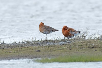 IJslandse Grutto's / Black-tailed Godwits (ssp islandica)