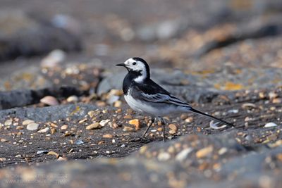 Rouwkwikstaart / Pied Wagtail