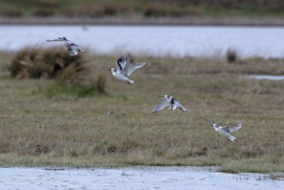 Dwergmeeuw / Little Gull