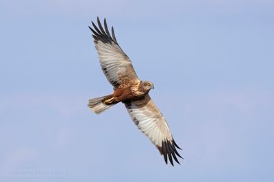 Bruine Kiekendief / Marsh Harrier