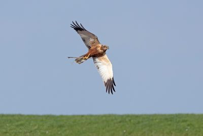 Bruine Kiekendief / Marsh Harrier