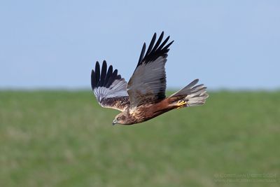 Bruine Kiekendief / Marsh Harrier