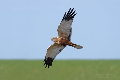 Bruine Kiekendief / Marsh Harrier