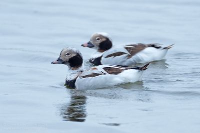IJseenden / Long-tailed Ducks