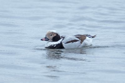 IJseend / Long-tailed Duck