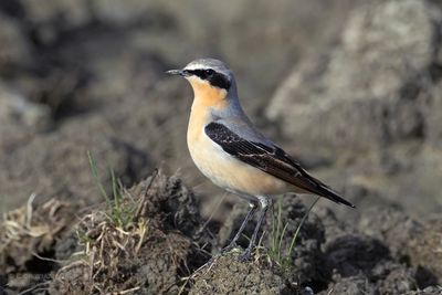 Tapuit / Northern Wheatear