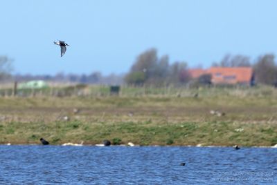 Whiskered Tern
