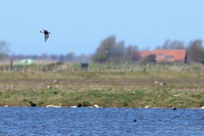 Witwangstern / White-winged Black Tern