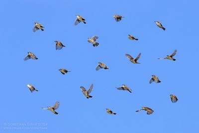 Graszanger / Zitting Cisticola