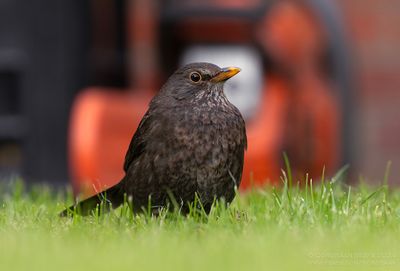 Merel / Common Blackbird