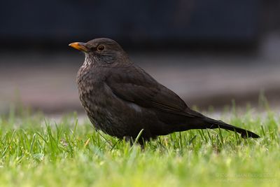 Merel / Common Blackbird