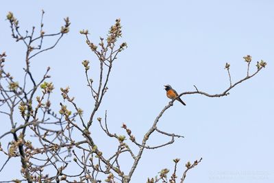 Gekraagde Roodstaart / Common Redstart