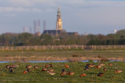 Rosse Grutto's / Bar-tailed Godwits