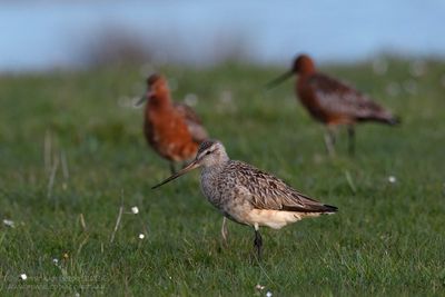 Rosse Grutto's / Bar-tailed Godwits