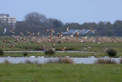 Rosse Grutto's / Bar-tailed Godwits