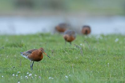 IJslandse Grutto met Rosse Grutto's / Black-tailed Godwit (ssp islandica) with Bar-tailed Godwits