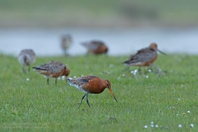 IJslandse Grutto met Rosse Grutto's / Black-tailed Godwit (ssp islandica) with Bar-tailed Godwits