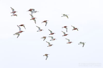 Rosse Grutto's / Bar-tailed Godwits