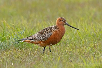 Rosse Grutto / Bar-tailed Godwit