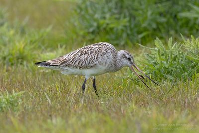 Bar-tailed Godwit