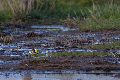 Citroenkwikstaart / Citrine Wagtail