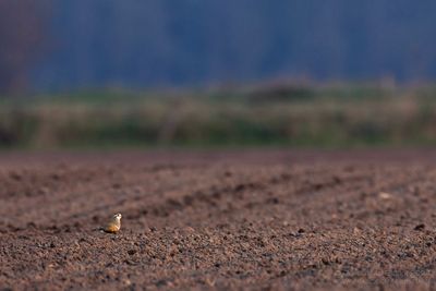 Morinelplevier / Dotterel