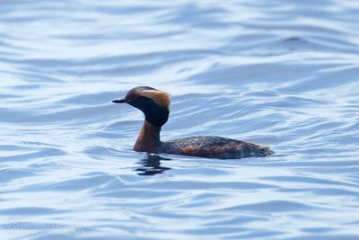 Kuifduiker / Crested Grebe