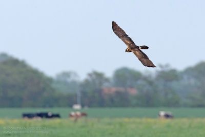 Grauwe Kiekendief / Montagu's Harrier