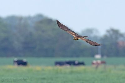 Grauwe Kiekendief / Montagu's Harrier