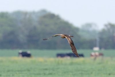 Grauwe Kiekendief / Montagu's Harrier