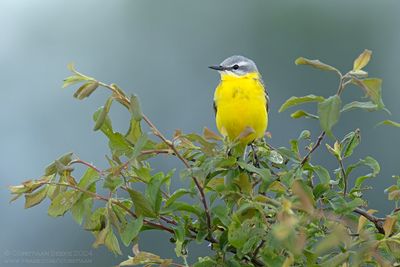 Blue-headed Wagtail
