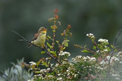 Melodious Warbler