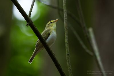 Wood Warbler