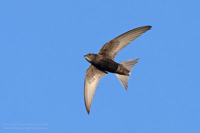 Gierzwaluw / Common Swift