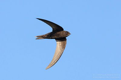 Gierzwaluw / Common Swift