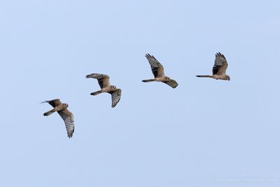 Montagu's Harrier