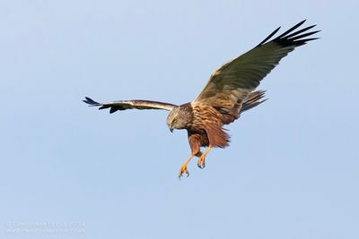 Marsh Harrier