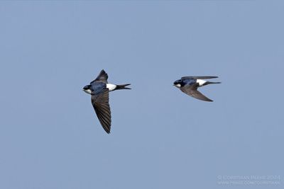 House Martin