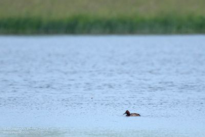 Ferruginous Duck