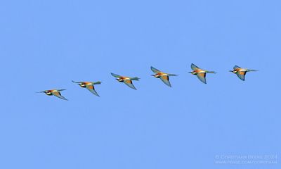 European Bee-eater
