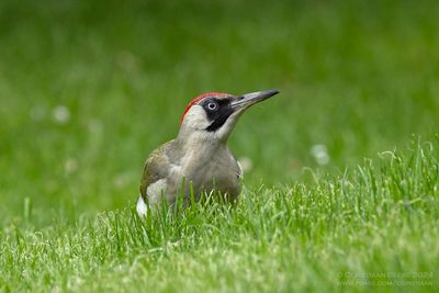 Green Woodpecker