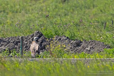 Vale Gier / Griffion Vulture