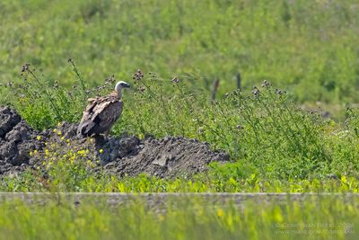 Vale Gier / Griffion Vulture
