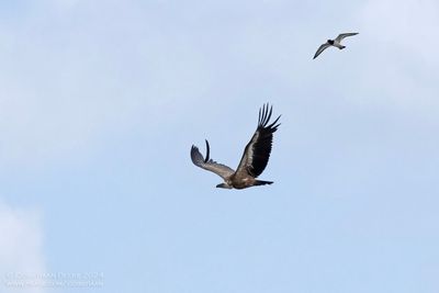 Vale Gier / Griffion Vulture