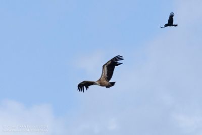 Vale Gier / Griffion Vulture