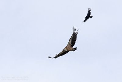 Griffion Vulture