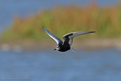 Witvleugelstern / White-winged Black Tern