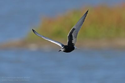 Witvleugelstern / White-winged Black Tern