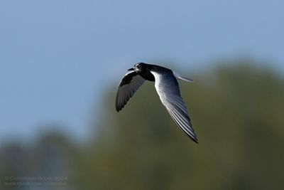 Witvleugelstern / White-winged Black Tern