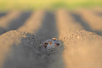 Patrijs / Partridge